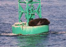 A Sea Lion morning nap.