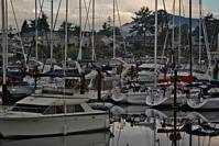 Sidney marina morning